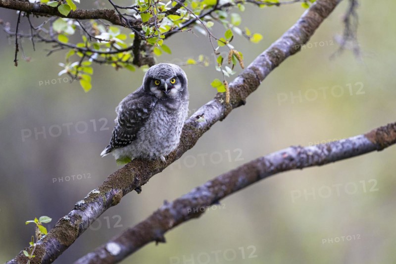 Northern hawk owl