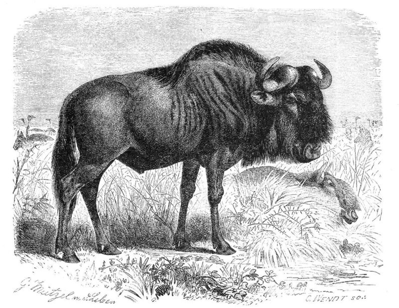 Blue wildebeest