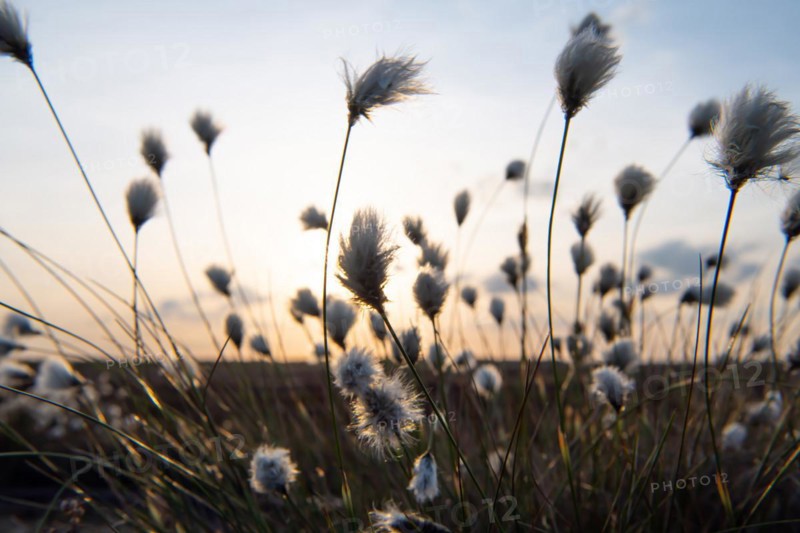 Hare's-tail cottongrass