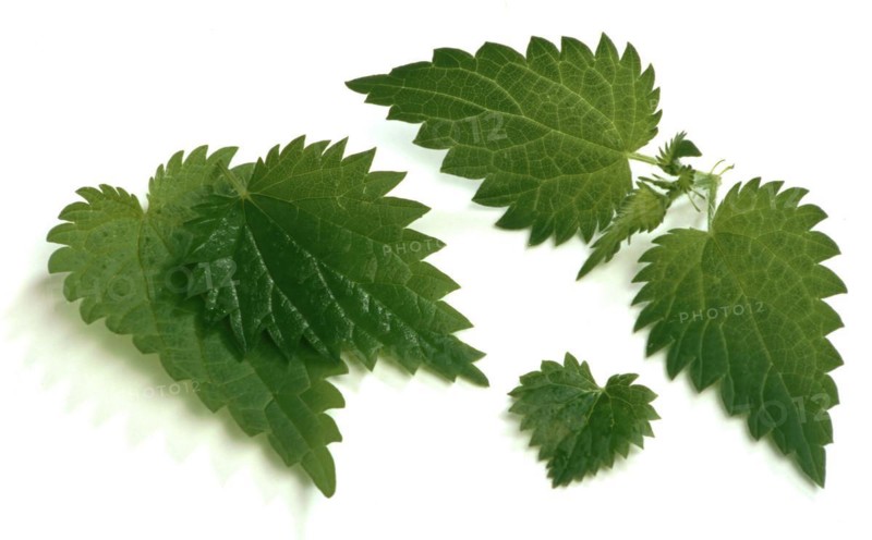 Young nettle leaves