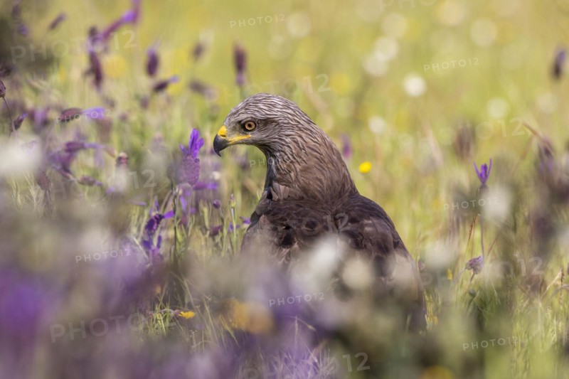 Black Kite