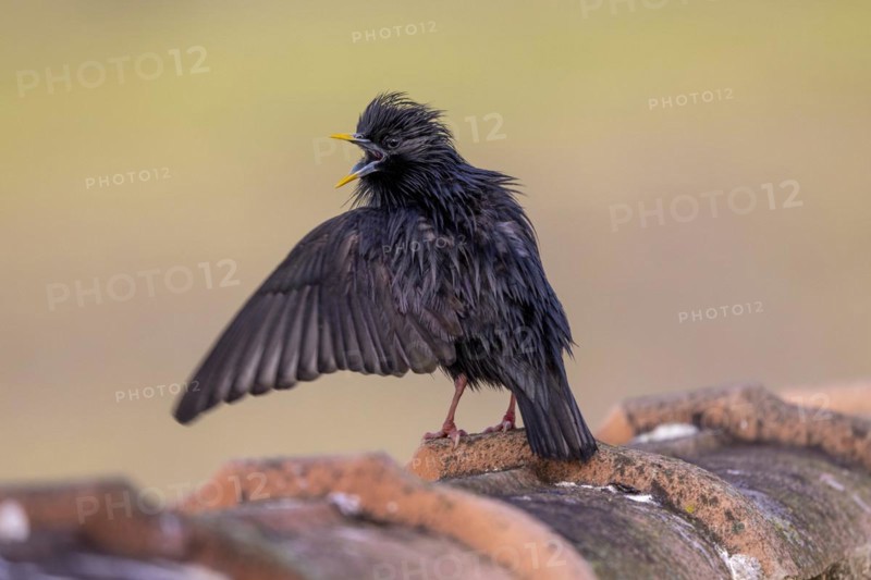 Spotless starling