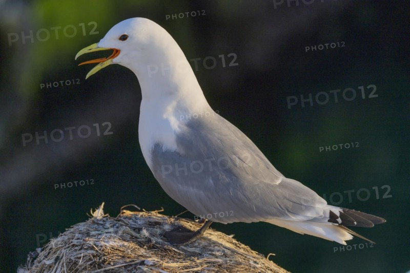 Kittiwake