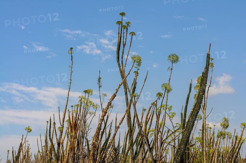 Madagascar spiny forests