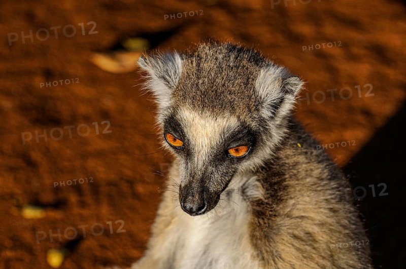 Ring-tailed Lemur