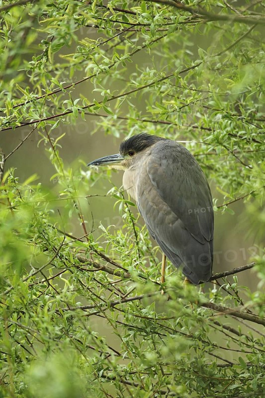 Black crowned night heron