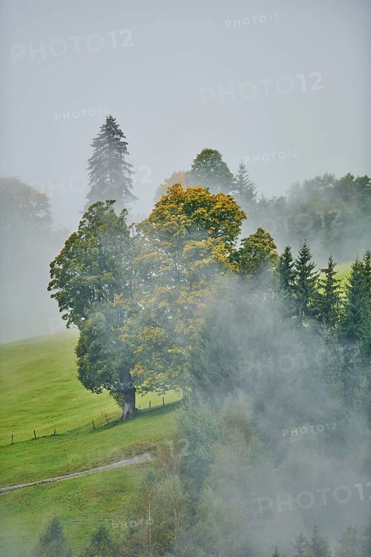 Norway maple