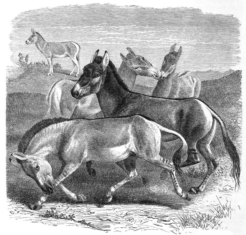 Kulan