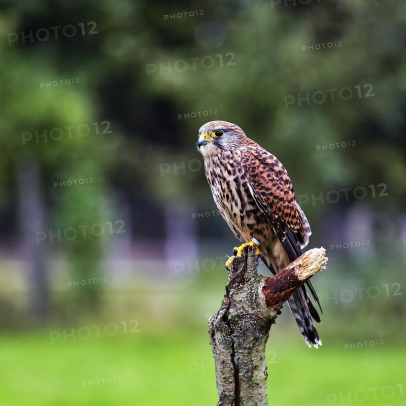 Common kestrel