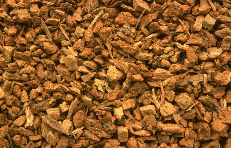 Medicinal plant quebracho bark