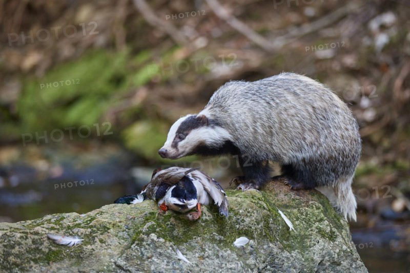 European badger