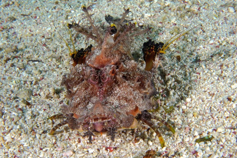 Portrait of Red Sea Walkman
