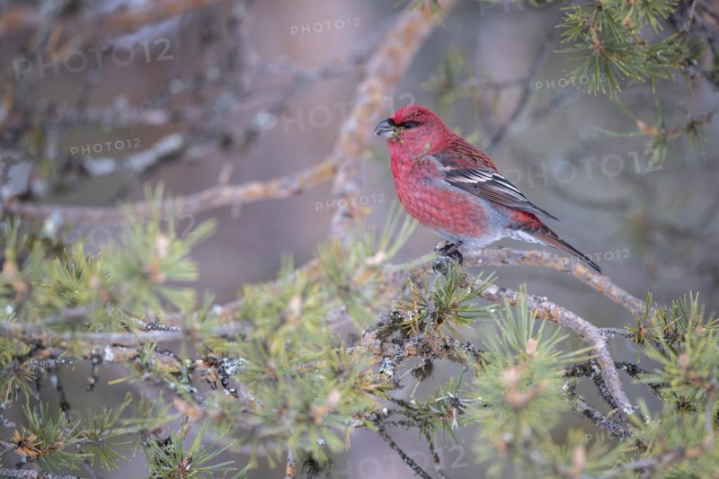 Pine grosbeak