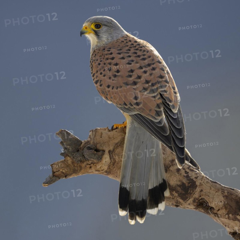 Common kestrel