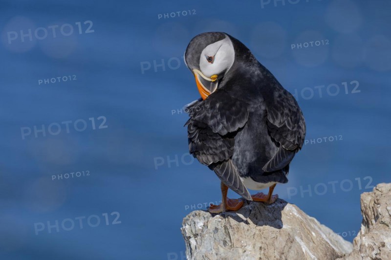 Puffin
