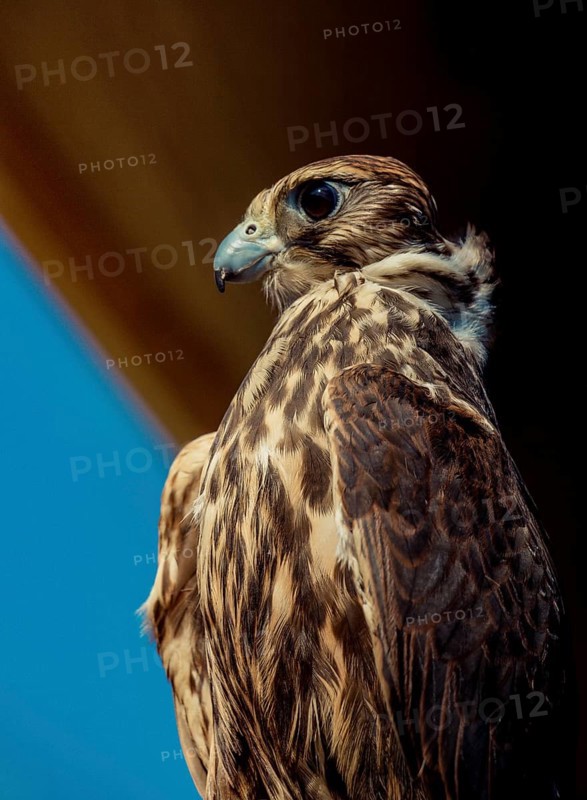 Falcon hawk bird on falconers hand during birds show
