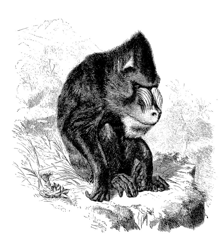 Mandrill