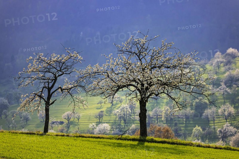 Two fruit trees in blossom near Hepsisau in spring