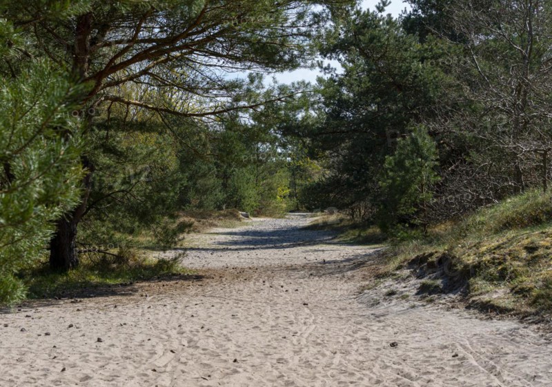 Forest and hiking area near Goehren