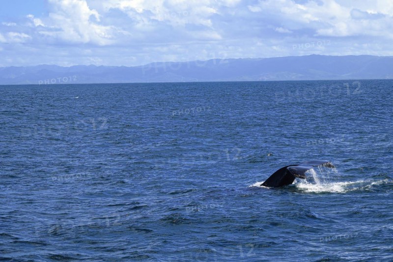 Humpback whale