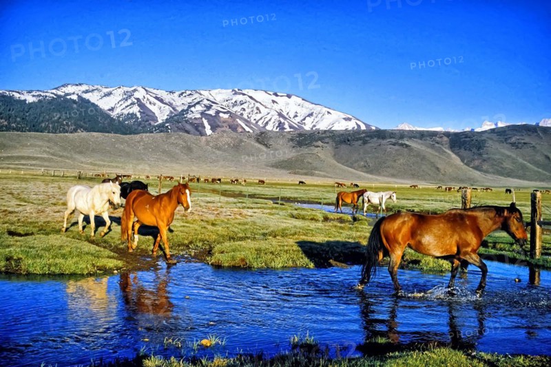 Horse and cattle in the ranch pasture