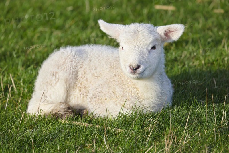 Domestic sheep