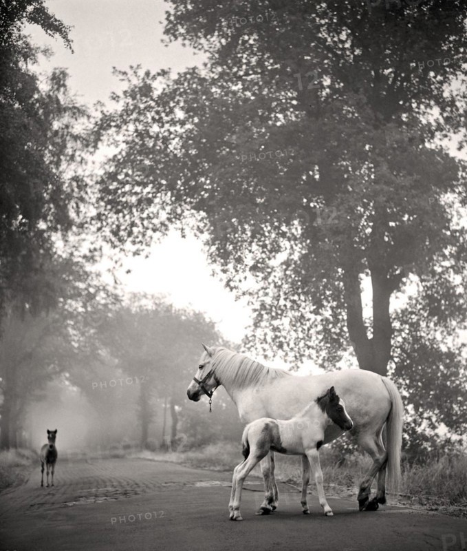 Mare with two foals on a road in the Teufelsmoor near Worpswede