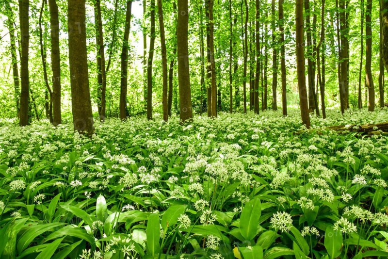 Ramsons