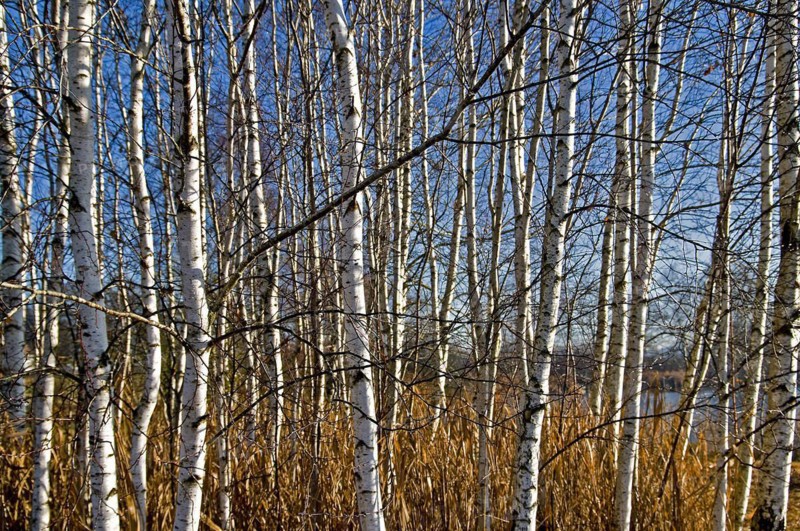 Birch forest in autumn