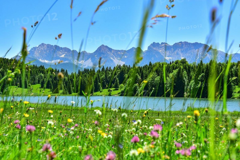 Alpine meadow in summer near Garmisch-Partenkirchen