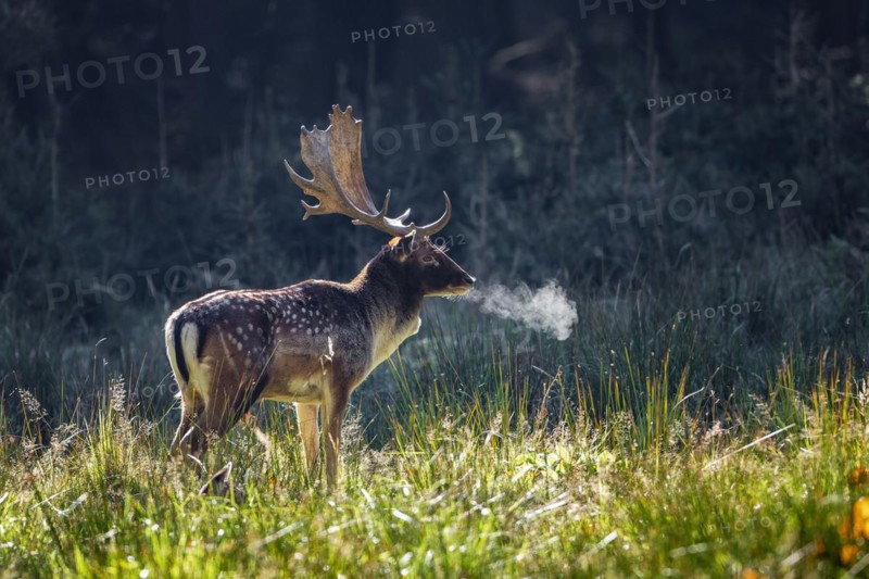 Fallow deer