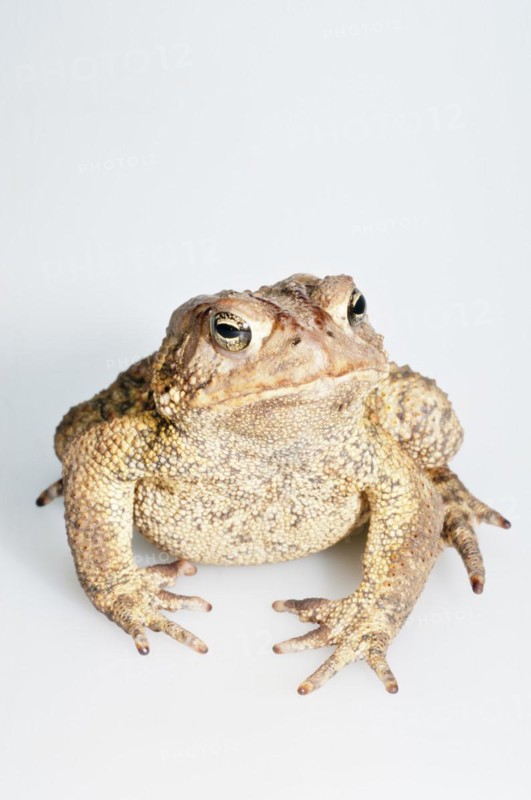 American toad