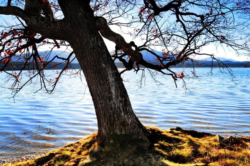 Oak tree
