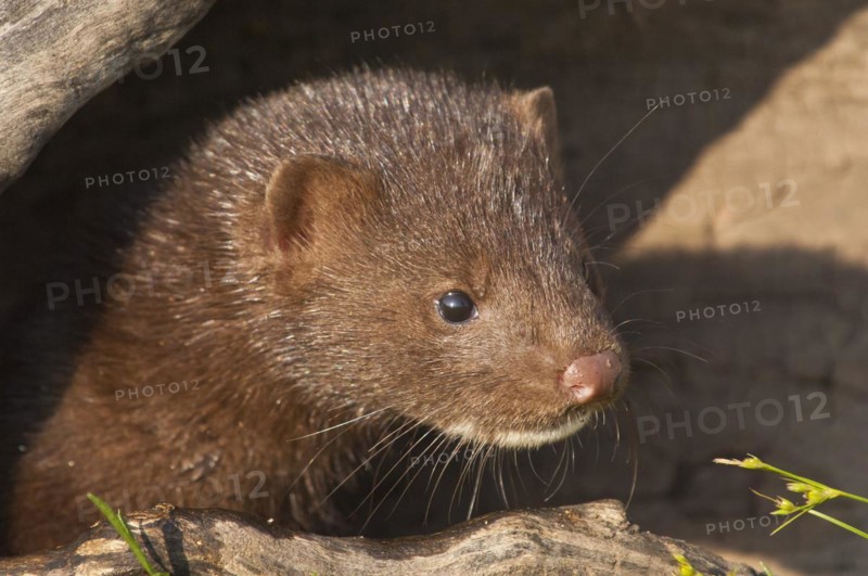 American mink