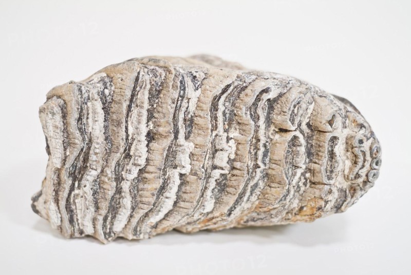 Mammoth tooth