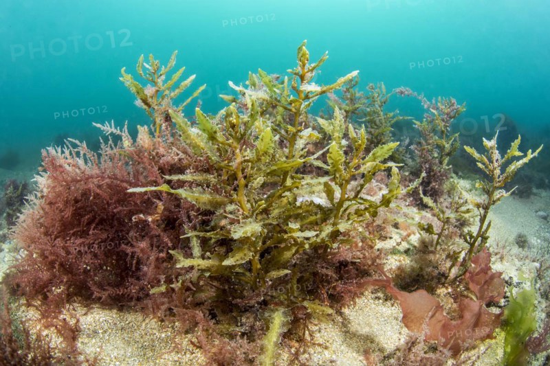 Brown and red algae
