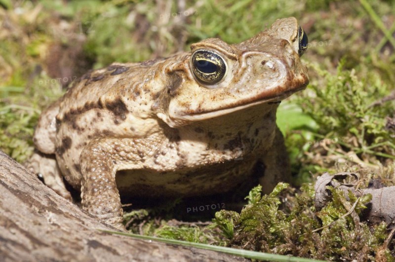 Cane toad