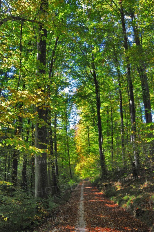 Autumn forest