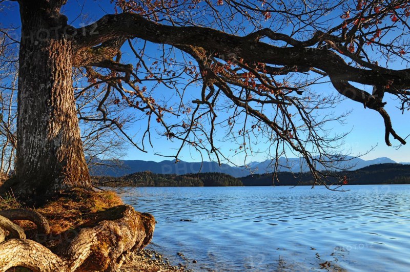 Oak tree