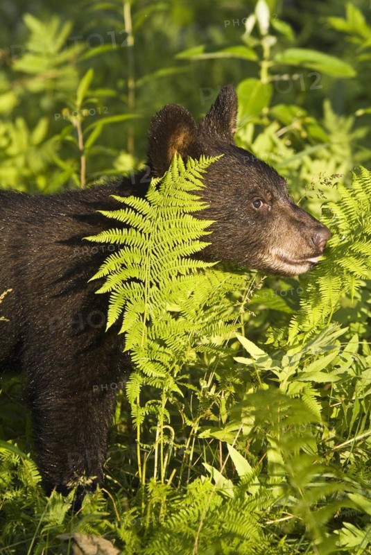 American black bear