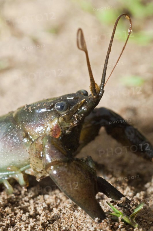 Rusty crayfish