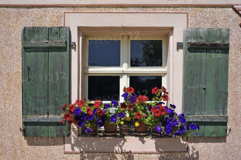 Window with flowering geraniums