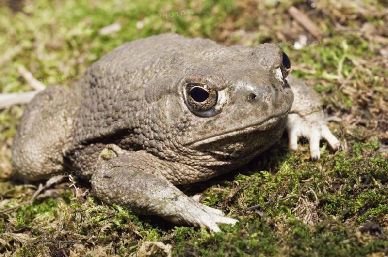 The Texas toad
