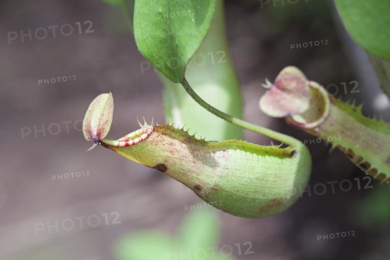 Calico flower