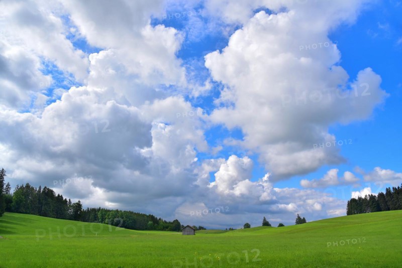 Forage meadows in the foothills of the Alps near Schongau