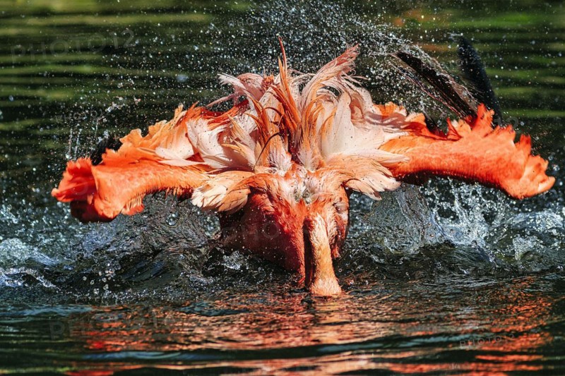Flamingo