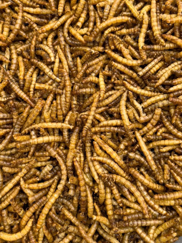 Food from insects Insect food mealworms dried larvae of yellow mealworm
