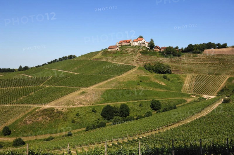 Staufenberg Castle with vineyards