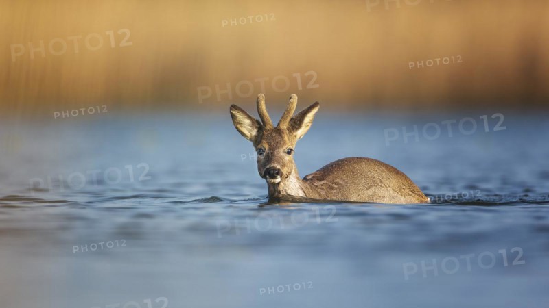 European roe deer