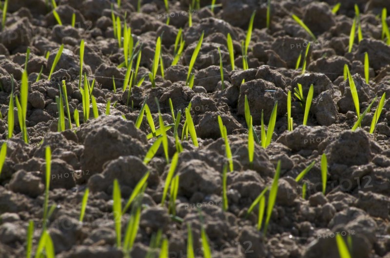 Maize shoots